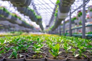 Rows of young green plants in pots inside a sunlit greenhouse, with hanging flower pots and structured metal frame overhead. photo