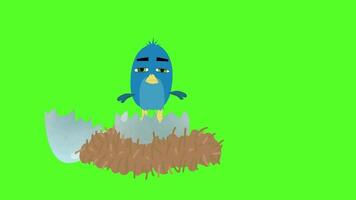 animation of an egg cracking on a green screen video