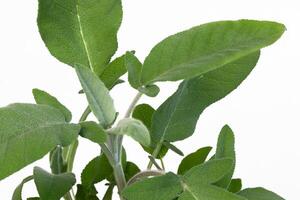 Close up of a sage plant showcasing its vibrant green leaves and delicate texture, isolated on a white background, ideal for highlighting the freshness and beauty of this culinary herb photo