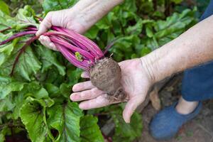 Close up of a farmer hands proudly displaying a freshly harvested beetroot, photo
