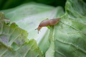Slug crawling on fresh green cabbage leaf in garden photo