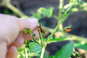 Gardener inspecting a potato plant infested with colorado potato beetle larvae, highlighting the pest's destructive impact on crops and the need for pest control photo