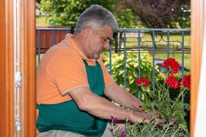 Senior gardener wearing a green apron, repotting vibrant red geraniums and other colorful flowers on a balcony adorned with a metal railing during a sunny spring day photo