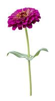 Isolate pink zinnia flower with single stem cut out on white background for summer season and graphic design usage photo