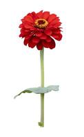 Isolate orange red zinnia flower with stem cut out on white background for summer season and graphic design usage photo
