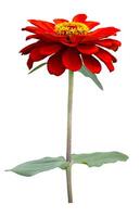 Isolated orange zinnia flower with the stem cut out on white background for summer season and graphic design usage photo