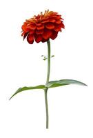 Isolated orange zinnia flower with single stem cut out on white background for summer season and graphic design usage photo