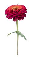 Isolate orange red zinnia flower with stem cut out on white background for summer season and graphic design photo