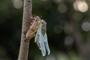 Cicada is molting skin from nymph to entering adulthood photo