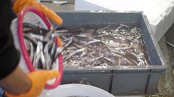 Fresh fish being cleaned at local market in early morning video