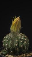 A yellow cactus with a flower on top video