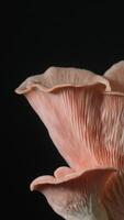 A close up of a mushroom on a black background video
