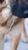 shepherd dog panting in hot summer heat weather lying at home on the floor video