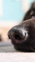 Closeup muzzle of a dog. An extreme close up of a german shepherd nose, wet texture and intricate details of its snout, nostrils flaring video