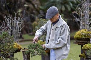 Senior asian man is caring and tending to his collection of bonsai tree in the zen garden for retirement hobby with professional technique using the pruning shear photo