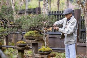 Senior asian man is caring and tending his collection of bonsai tree in the zen garden for his retirement hobby with professional technique using the pruning shear photo