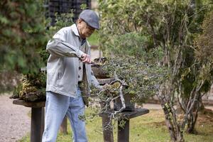 Senior asian man is taking caring and tending his collection of bonsai tree in the zen garden for retirement hobby with professional technique using the pruning shear photo