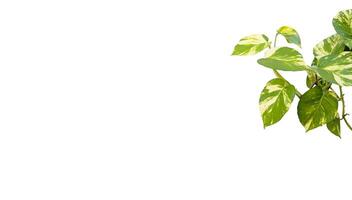 Minimalistic green hanging Epipremnum pinnatum leaves and foliage isolated on empty background for decorative natural banner, Vibrant and organic botanical elements for interior design and eco concept photo