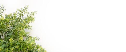 Natural green bush branches isolated empty white background with copy space for text banner photo