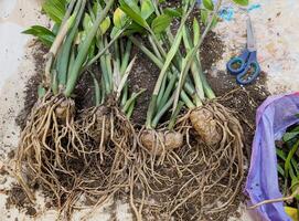 Overgrown Zamioculcas root system with thick tubers during spring repotting. Close-up of dollar tree propagation by division, showing healthy rhizomes on soil photo