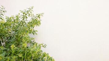 Natural green blurred bush branches background with copy space for text banner photo