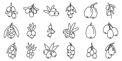 Sea buckthorn icons set. Sea buckthorn icons showing berries growing on branch with leaves vector