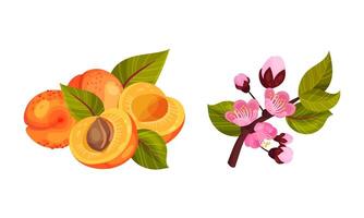 Blooming Apricot Tree Branch with Pink Flower Buds and Drupe Fruit Set vector