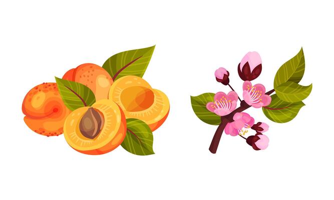 Blooming Apricot Tree Branch with Pink Flower Buds and Drupe Fruit Set