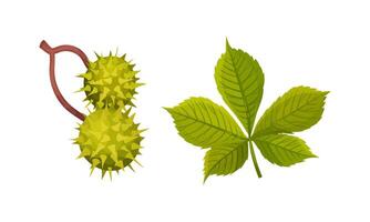 Chestnut with Thorned Shell and Green Leaf Set vector