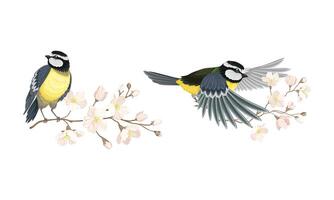 Tit bird and blooming twig of sakura tree set cartoon illustration vector