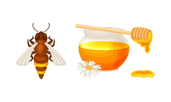 Beekeeping and honey production set. Jar of honey with wooden dipper and honeybee illustration
