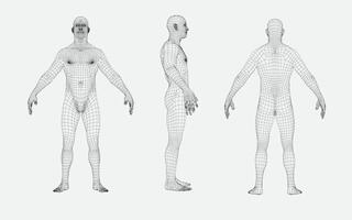 man body wireframe from different sides, front view,back view,side view, futuristic and technology vector
