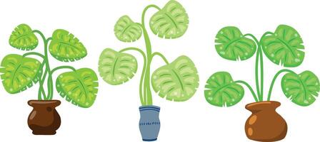 Potted houseplants with green tropical leaves. Flat cartoon illustration. vector
