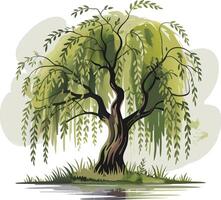 Willow tree illustration vector