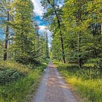 Forest trail with dog under green trees photo