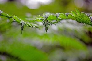 Close up of fern leaf with water droplet in lush forest photo