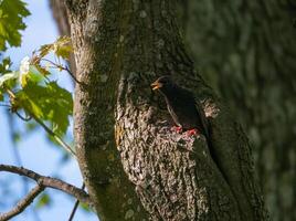 Common starling. Bird sings on tree trunk. photo