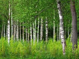 birch grove in early spring on a sunny day photo