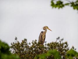 grey heron rests on a tree at sunset. photo