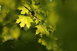 Closeup of spring maple leaves on tree branch photo