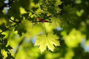 Close-up of spring maple leaf on tree branch photo