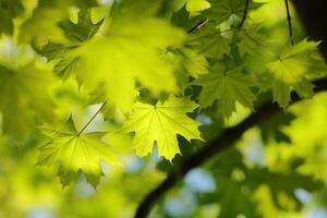 Close-up of spring maple leaves on tree branch, Poland photo