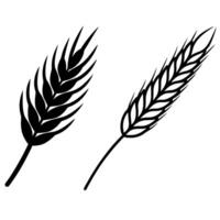 Two wheat stalks are shown on a white background vector