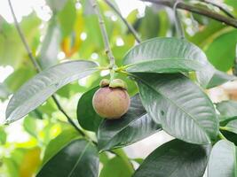 Raw fresh mangosteen in the garden. Queen of fruits photo