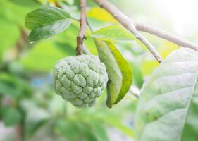 Fresh custard apple fruit is growing on a tree. photo