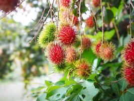 Ripe rambutans, Its the perfect time to harvest and enjoy them. photo