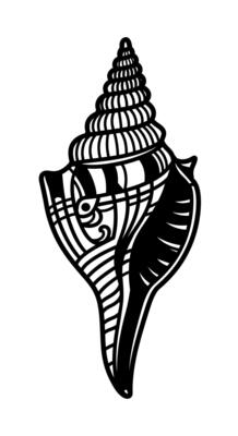 Seashell illustration with isolated.