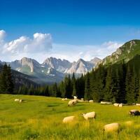 Sheep Grazing in a Mountain Meadow under a Blue Sky photo