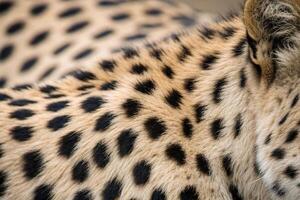 Leopard Print Animal Fur Texture with Black Spots on Beige Background -generated by ai photo