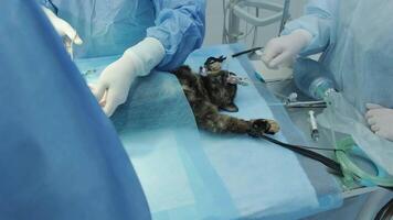Veterinarian surgeons in operating room doing cat neutering 10 video